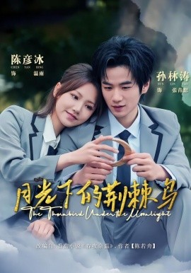 月光下的荊棘鳥(全集)